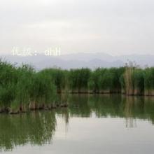 Ʋ