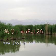 Ʋ