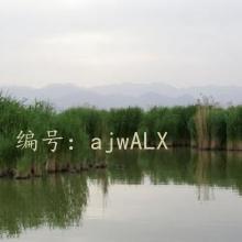 Ʋ